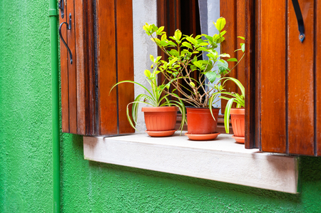 Green wall and window with wooden shutters and flowers. Colorful architecture in Burano island, Venice, Italy.の写真素材