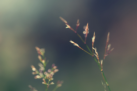 Wild grass in the forest. Shallow depth of field. Summer nature abstract backgroundの写真素材