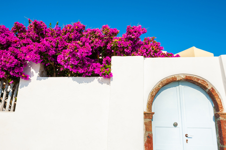 Traditional greek architecture and pink flowers of Bougainvillea on Santorini island, Greece.の写真素材