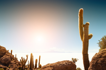 Big cactus on Salar de Uyuni salt flat at sunset, Altiplano, Bolivia. South America amazing landscapesの写真素材
