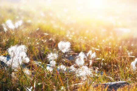 Wild cotton grass in Greenland. Macro image, shallow depth of field. Beautiful summer natureの写真素材