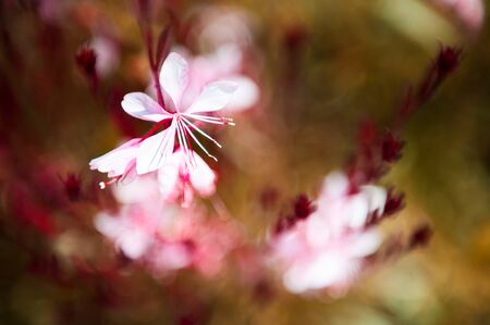Blooming purple flowers. Blurred nature background. Macro image, shallow depth of field.の写真素材