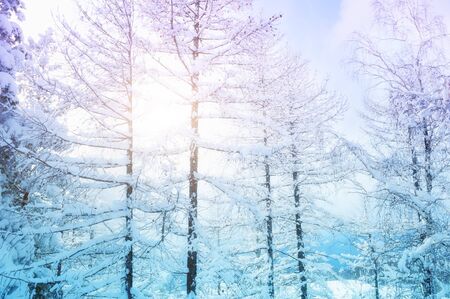 Snow-covered trees in winter forest at sunset. Beautiful winter landscapeの写真素材