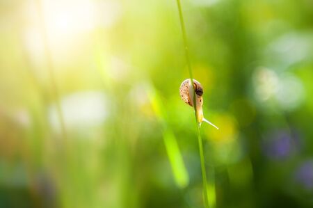 Little snail on the green grass in the morning sunlight. Macro image. Beautiful summer nature backgroundの写真素材