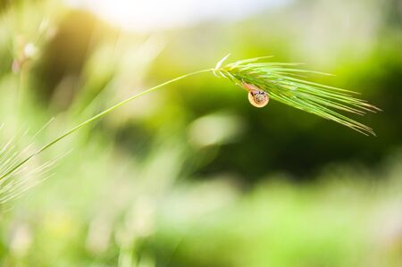 Little snail on the green grass in summer forest. Macro image. Beautiful summer nature backgroundの写真素材