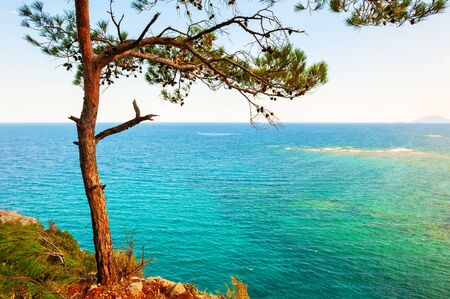 Wild pine tree on the sea coast at sunset. Kemer, Turkey. Beautiful summer seascapeの写真素材