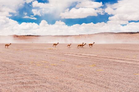 Wild vicunas running in the desert in Altiplano plateau, Bolivia. South America wildlifeの写真素材