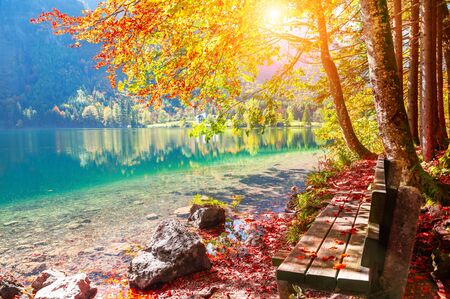 Bench and yellow autumn trees on the shore of lake in Alps, Austria. Beautiful autumn landscapeの写真素材