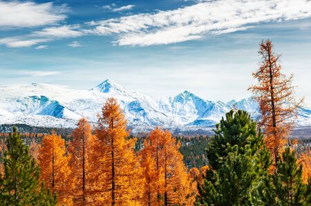 Snow-covered mountains and yellow autumn trees. View of North-Chuya ridge in Altai, Siberia, Russiaの写真素材
