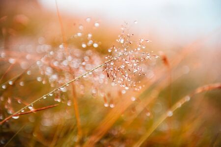 Autumn grass with water drops during the rain. Macro image, shallow depth of field. Beautifulの写真素材