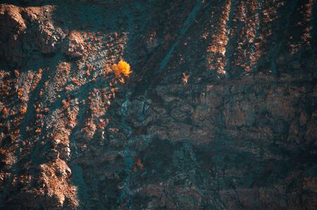 Yellow autumn tree on the the cliff in the mountains. Altai Republic, Siberia, Russiaの写真素材