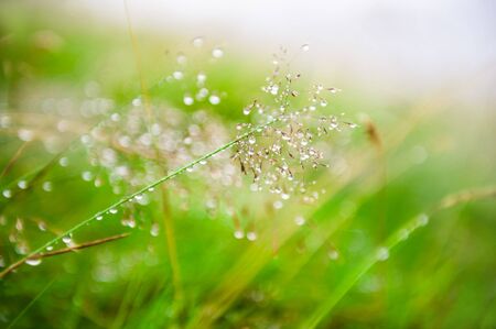 Green grass with water drops during the rain. Macro image, shallow depth of field.の写真素材