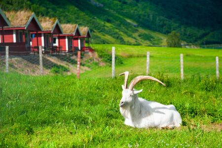 White goat lying on the green grass in a village in Norway. Summer landscapeの写真素材