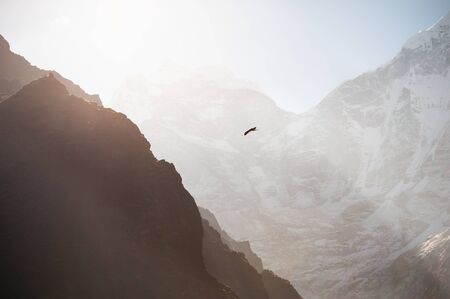 Himalayan hawk soaring in the mountains at sunrise. Himalayas, Khumbu valley, Everest region, Nepalの写真素材