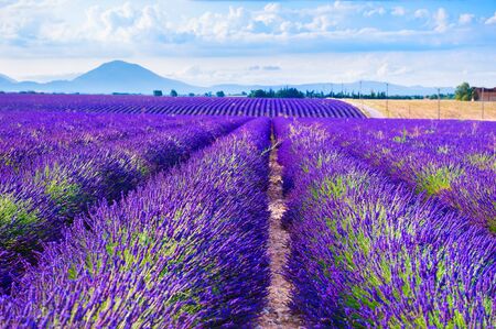 Lavender fields near Valensole, Provence, France. Beautiful summer landscapeの写真素材