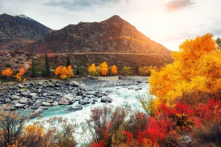Katun river with yellow autumn trees in Altai mountains at sunset. Altai Republic, Siberia, Russiaの写真素材