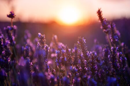 Lavender flowers at sunset in Provence, France. Macro image, shallow depth of fieldの写真素材