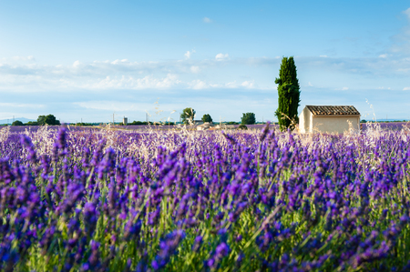 Lavender fields landscape at sunrise near Valensole, Provence, France. Selective focusのeditorial素材