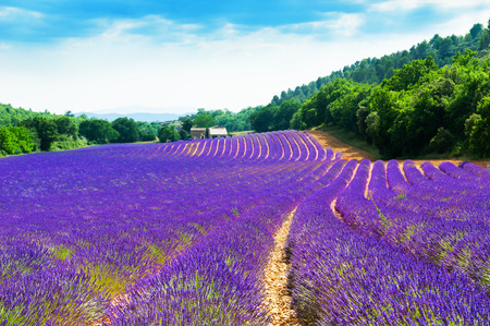 Lavender fields near Valensole, Provence, France. Beautiful summer landscapeのeditorial素材