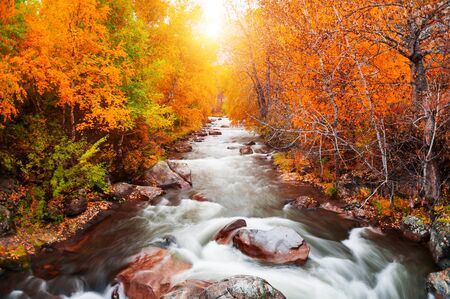 Yellow autumn forest and river at sunset. Altai mountains, Siberia, Russia. Long exposure shootの写真素材