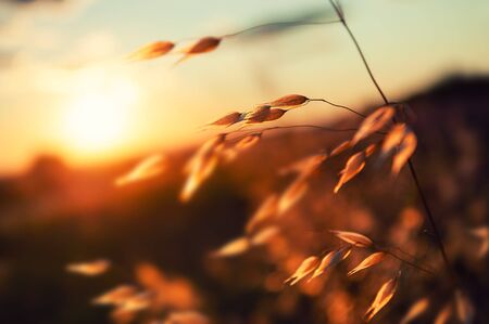 Oat plants in a field at sunset. Summer nature background. Shallow depth of field.の写真素材