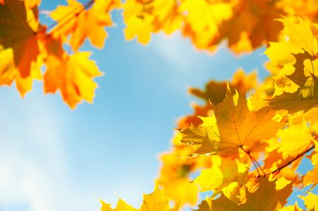 Yellow autumn maple leaves in a forest against the blue sky. Selective focus. Beautiful autumn nature backgroundの写真素材