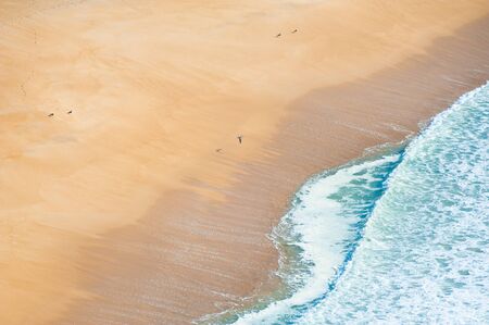 Seagulls on the yellow sand on the beach. Top view. Shore of Atlantic ocean in Portugalの写真素材