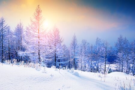 Snow-covered trees in winter forest at sunset. Beautiful winter landscape.の写真素材