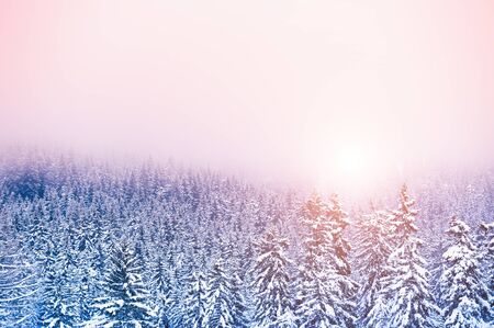 Misty sunset with snow-covered trees in winter forest. Beautiful winter landscapeの写真素材