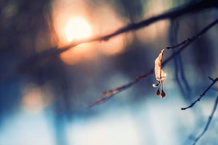 Trees in winter forest at sunset. Macro image, shallow depth of field. Beautiful winter natureの写真素材