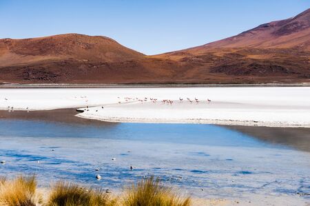 High-altitude lagoon with pink flamingos in Altiplano plateau, Bolivia. South America landscapesの写真素材
