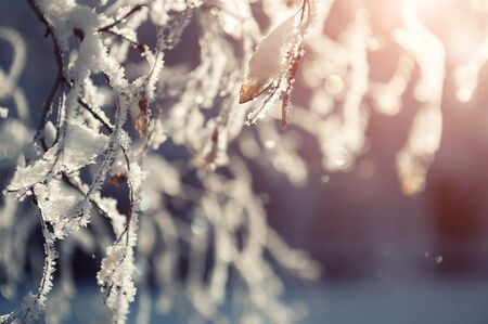 Hoarfrost on the trees in winter forest. Macro image, shallow depth of field. Beautiful winter background.の写真素材