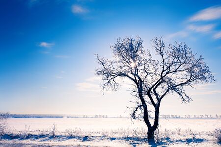 Tree in the snow-covered field against the blue sky in winter sunny day. Beautiful winter landscape.の写真素材
