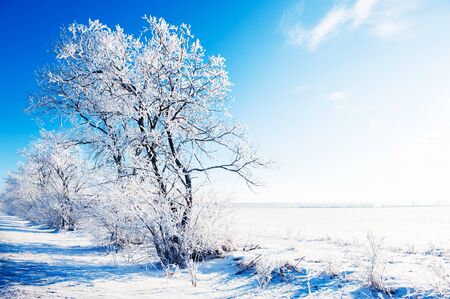 Trees in snow-covered field against the blue sky in winter sunny day. Beautiful winter landscape.の写真素材