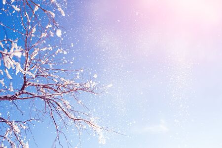 Snow-covered trees against the blue sky. Beautiful winter backgroundの写真素材