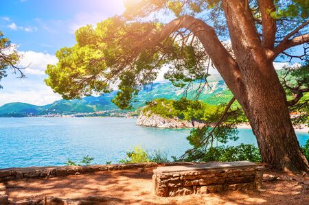 Bench under the tree on the coast near Petrovac, Montenegro. Beautiful summer landscapeの写真素材