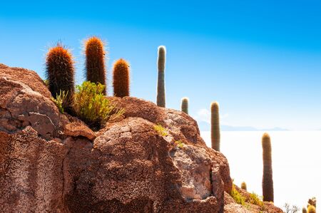 Big green cactuses on Incahuasi island, Salar de Uyuni salt flat, Altiplano, Bolivia. Landscapes of South Americaの写真素材