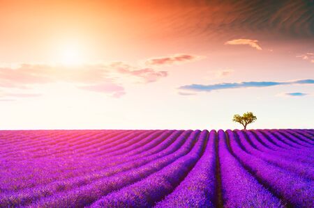 Lavender fields at sunset near Valensole, Provence, France. Beautiful summer landscape.の写真素材