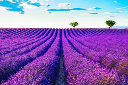 Lavender fields near Valensole, Provence, France. Beautiful summer landscape at sunset. Blooming lavender flowersの写真素材