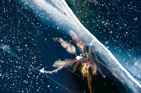 Underwater plants frosted in the ice of the lake. Macro image, shallow depth of fieldの写真素材