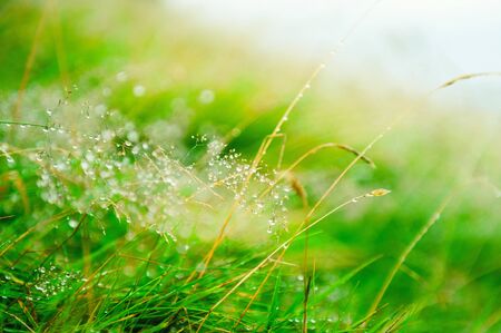 Green grass with water drops during the rain. Macro image, shallow depth of field. Beautiful summer nature backgroundの写真素材