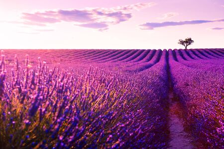 Lavender fields at sunset near Valensole, Provence, France. Beautiful summer landscape.
