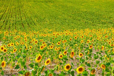 Field of ripe sunflowers in Provence, France. Beautiful summer nature background. Selective focusの写真素材