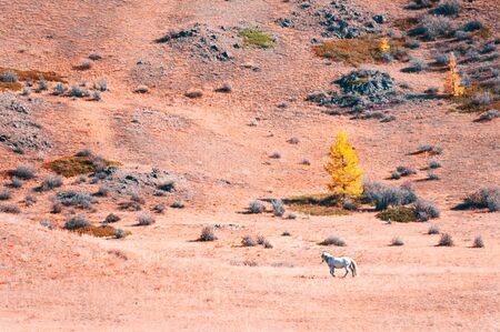White horse in the mountains. Kurai steppe, Altai mountains, Siberia, Russia. Autumn landscapeの写真素材