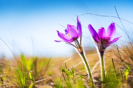 Violet crocuses on the meadow with green grass against the blue sky. First spring flowers. Macro...