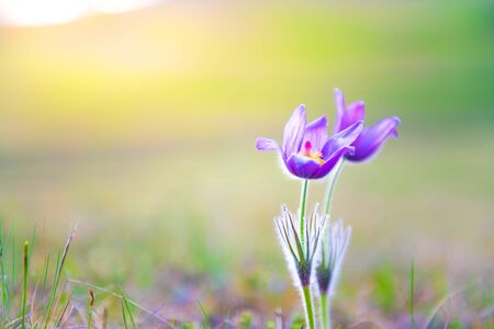 Wild violet crocuses in the mountains at sunset. Macro image, shallow depth of field. Spring nature backgroundの写真素材