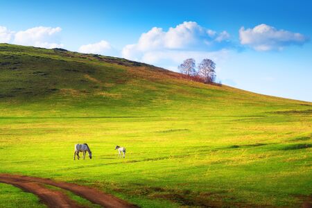 White horse with a foal on the lawn with fresh green grass. Beautiful summer landscape. South Ural, Russiaの写真素材