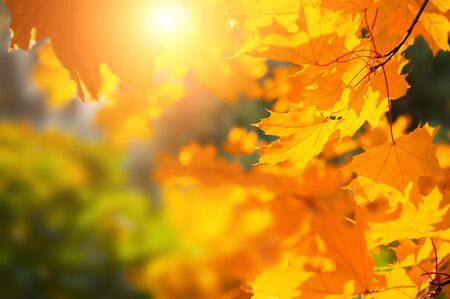 Yellow autumn maple leaves in a forest with sunlight. Selective focus. Autumn nature backgroundの写真素材