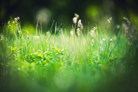 Green grass on the forest meadow in the morning sunlight. Macro image. Beautiful summer nature backgroundの写真素材