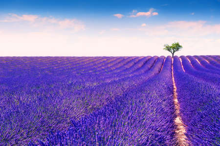 Lavender fields near Valensole, Provence, France. Beautiful summer landscape. Lonely tree among blooming lavender flowersの写真素材
